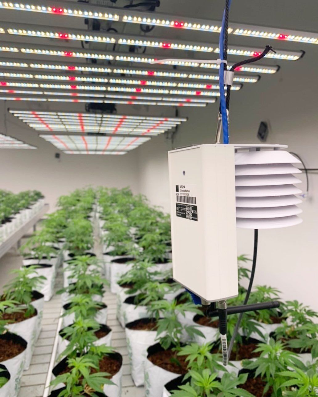 The white ATMOS sensor hanging from the ceiling with cannabis plants underneath it