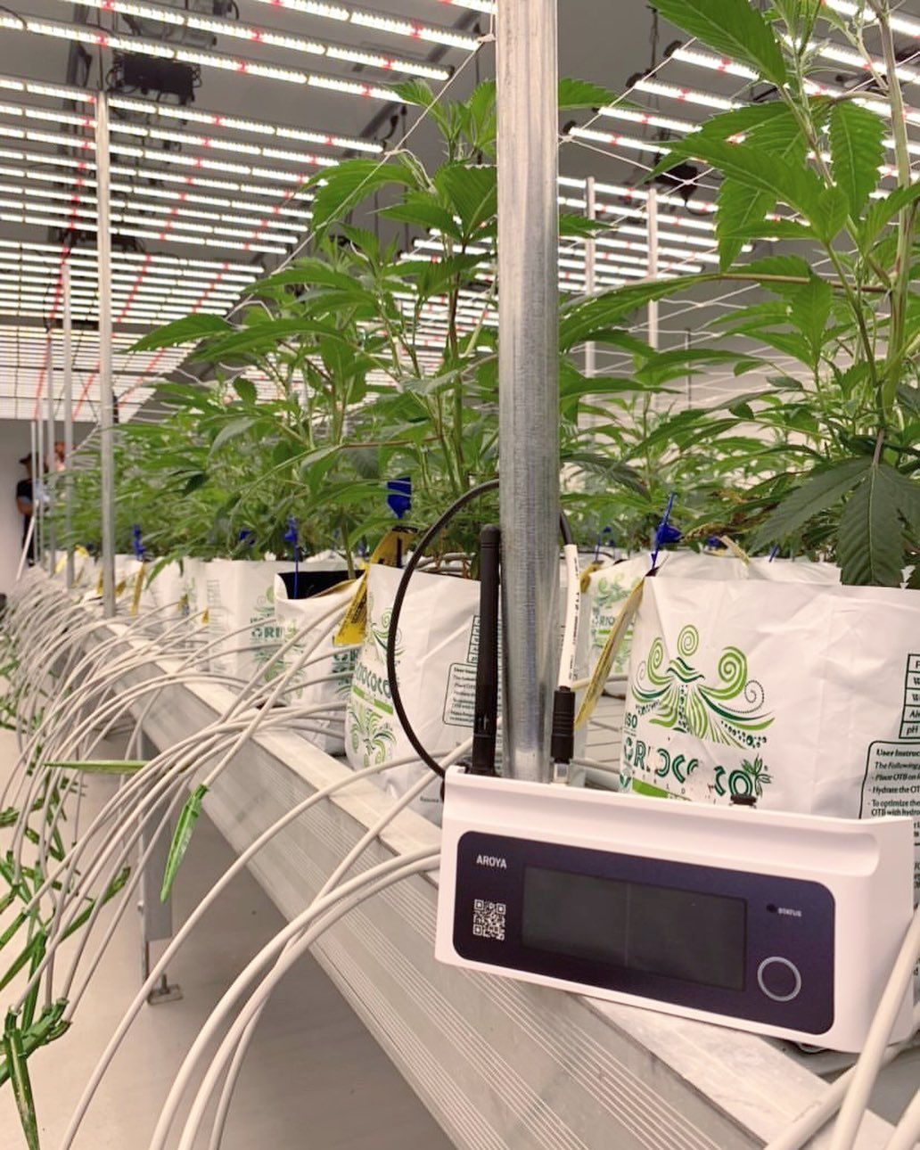 The AROYA nose device with the cannabis plants in the background