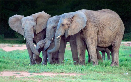 A group of elephants protecting a baby elephant
