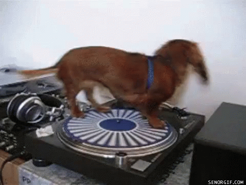 A dog chasing his tail on top of a record player—the perfect representation of transaction ID wraparound