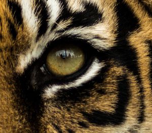 Eye or the Tiger: Benchmarking Cassandra vs. TimescaleDB for time-series data