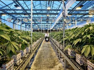 How METER Group Brings a Data-Driven Approach to the Cannabis Production Industry